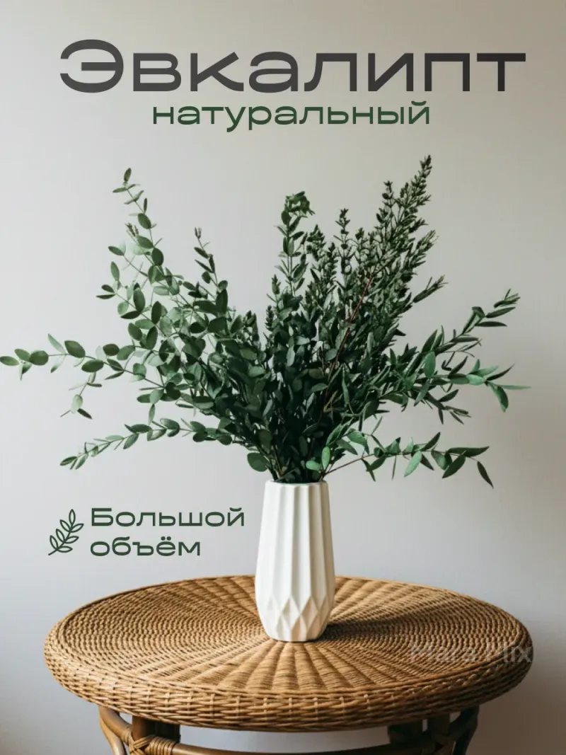 Эвкалипт стабилизированный сухоцвет Mara mix